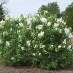 Bloom.ables® - Lilac New Age™ White - 2-Quart Stadium Pot