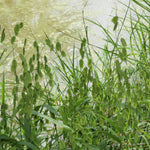 Ornamental Grass - River Oats - One 3.25" Dormant Potted Plant