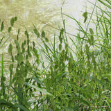 Ornamental Grass - River Oats - One 3.25" Dormant Potted Plant