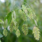Ornamental Grass - River Oats - One 3.25" Dormant Potted Plant