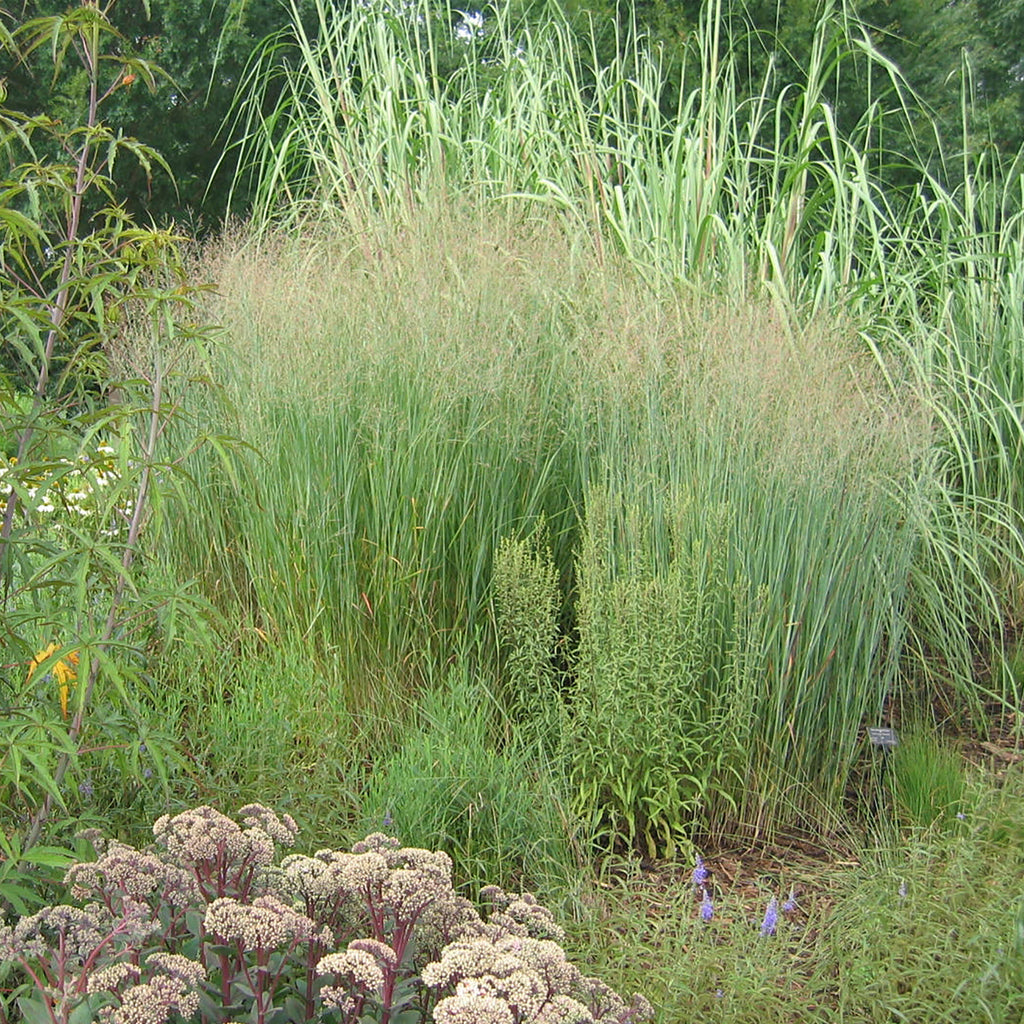 Ornamental Grass - Blue Switch