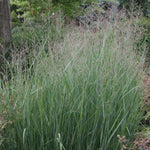 Ornamental Grass - Blue Switch - One 3.25" Dormant Potted Plant