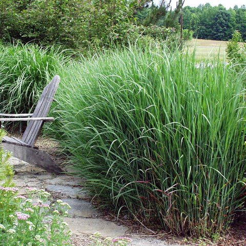 grass for potted plants Ornamental Grass - Blue Switch