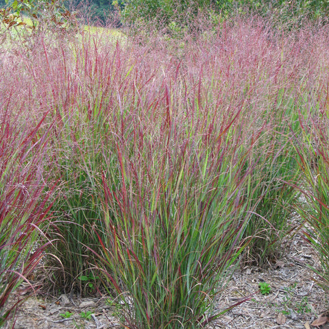 Ornamental Grass - Red Switch Grass - One 3.25" Dormant Potted Plant