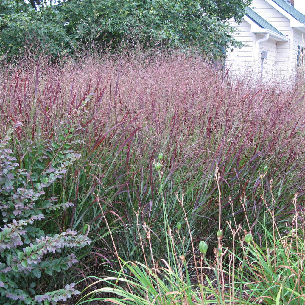Switchgrass Planting Design Shenandoah Red Switchgrass