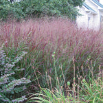 Ornamental Grass - Red Switch Grass - One 3.25" Dormant Potted Plant