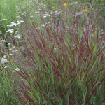 Ornamental Grass - Red Switch Grass - One 3.25" Dormant Potted Plant