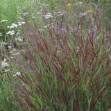 Ornamental Grass - Red Switch Grass - One 3.25" Dormant Potted Plant
