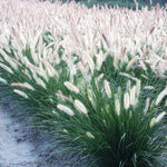 Ornamental Grass - Dwarf Fountain - One 3.25" Dormant Potted Plant