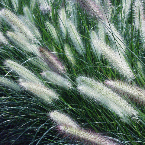 grasses for potted plants Ornamental Grass - Dwarf Fountain