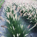 Ornamental Grass - Dwarf Fountain - One 3.25" Dormant Potted Plant