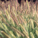 Ornamental Grass - Giant Fountain - One 3.25" Dormant Potted Plant