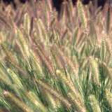 Ornamental Grass - Giant Fountain - One 3.25" Dormant Potted Plant