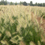 Ornamental Grass - Giant Fountain - One 3.25" Dormant Potted Plant