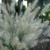 Ornamental Grass - Giant Fountain - One 3.25" Dormant Potted Plant