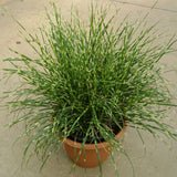 Ornamental Grass - Bandwidth Miscanthus - One 3.25" Dormant Potted Plant