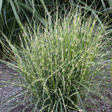 Ornamental Grass - Bandwidth Miscanthus - One 3.25" Dormant Potted Plant