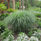 Ornamental Grass - Dwarf Maiden Grass - One 3.25" Dormant Potted Plant
