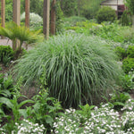 Ornamental Grass - Dwarf Maiden Grass - One 3.25" Dormant Potted Plant