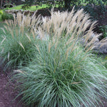 Ornamental Grass - Dwarf Maiden Grass - One 3.25" Dormant Potted Plant
