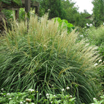 Ornamental Grass - Dwarf Maiden Grass - One 3.25" Dormant Potted Plant