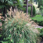 Ornamental Grass - Dwarf Maiden Grass - One 3.25" Dormant Potted Plant