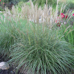 Ornamental Grass - Dwarf Maiden Grass - One 3.25" Dormant Potted Plant
