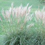 Ornamental Grass - Dwarf Maiden Grass - One 3.25" Dormant Potted Plant