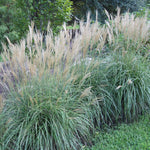 Ornamental Grass - Dwarf Maiden Grass - One 3.25" Dormant Potted Plant