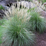 Ornamental Grass - Dwarf Maiden Grass - One 3.25" Dormant Potted Plant