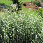 Ornamental Grass - Dwarf Maiden Grass - One 3.25" Dormant Potted Plant