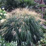 Ornamental Grass - Dwarf Maiden Grass - One 3.25" Dormant Potted Plant