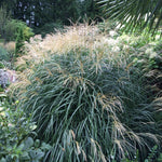 Ornamental Grass - Dwarf Maiden Grass - One 3.25" Dormant Potted Plant