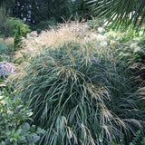Ornamental Grass - Dwarf Maiden Grass - One 3.25" Dormant Potted Plant
