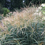 Ornamental Grass - Dwarf Maiden Grass - One 3.25" Dormant Potted Plant