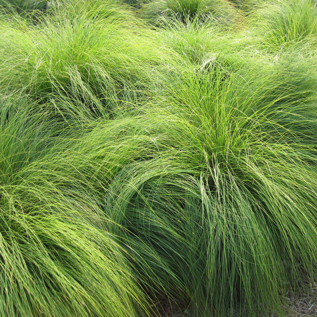 Ornamental Grass - Prairie Dropseed