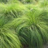 Ornamental Grass - Prairie Dropseed - One 3.25" Dormant Potted Plant