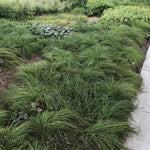 Ornamental Grass - Prairie Dropseed - One 3.25" Dormant Potted Plant