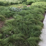 Ornamental Grass - Prairie Dropseed - One 3.25" Dormant Potted Plant