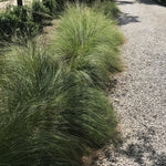 Ornamental Grass - Prairie Dropseed - One 3.25" Dormant Potted Plant