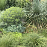 Ornamental Grass - Prairie Dropseed - One 3.25" Dormant Potted Plant