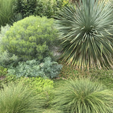 Ornamental Grass - Prairie Dropseed - One 3.25" Dormant Potted Plant