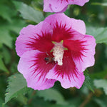 Hibiscus - Purple Pillar® - Proven Winners® - 2023 Landscape Shrub Of The Year - 4.5" x 5" Pot