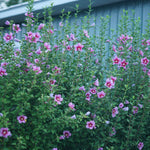 Hibiscus - Purple Pillar® - Proven Winners® - 2023 Landscape Shrub Of The Year - 4.5" x 5" Pot