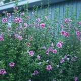 Hibiscus - Purple Pillar® - Proven Winners® - 2023 Landscape Shrub Of The Year - 4.5" x 5" Pot