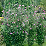 Hibiscus - Purple Pillar® - Proven Winners® - 2023 Landscape Shrub Of The Year - 4.5" x 5" Pot