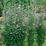 Hibiscus - Purple Pillar® - Proven Winners® - 2023 Landscape Shrub Of The Year - 4.5" x 5" Pot