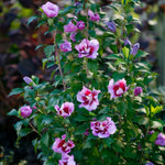 Hibiscus - Purple Pillar® - Proven Winners® - 2023 Landscape Shrub Of The Year - 4.5" x 5" Pot