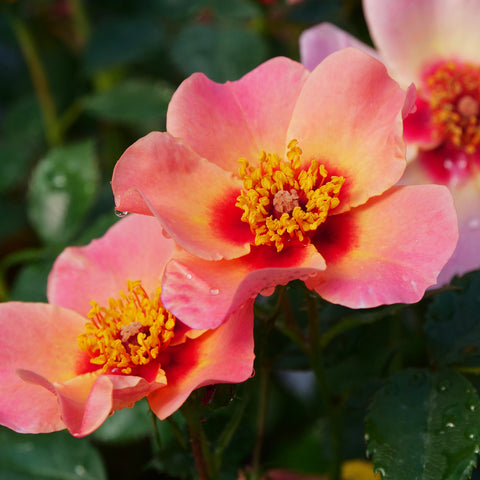 Rosa - Ringo All-Star™ - Proven Winners® - 2023 Rose Of The Year - 4.5" x 5" Pot