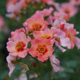 Rosa - Ringo All-Star™ - Proven Winners® - 2023 Rose Of The Year - 4.5" x 5" Pot